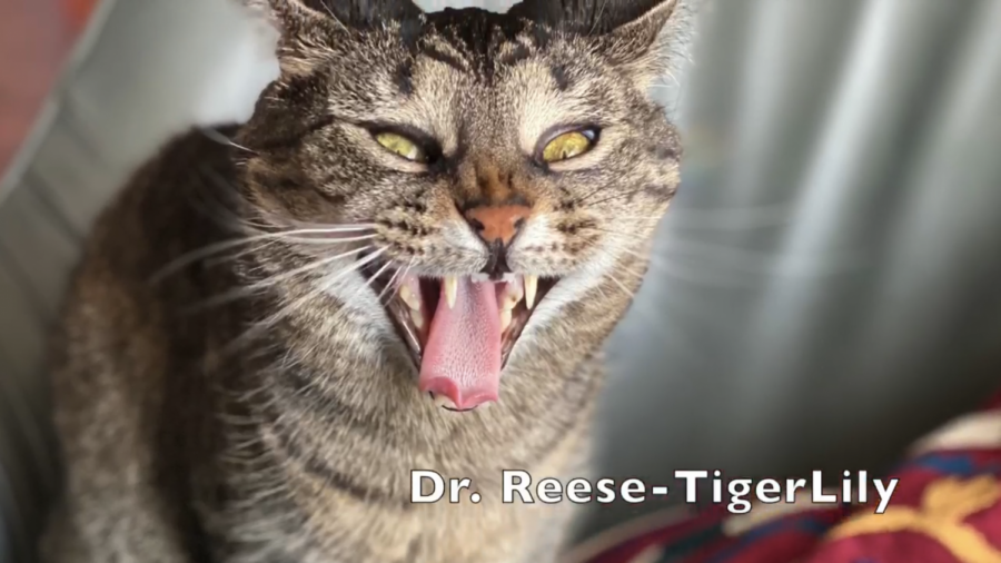 Humanities Department Co-Chair Donald Reese captured his cats exhaustion.