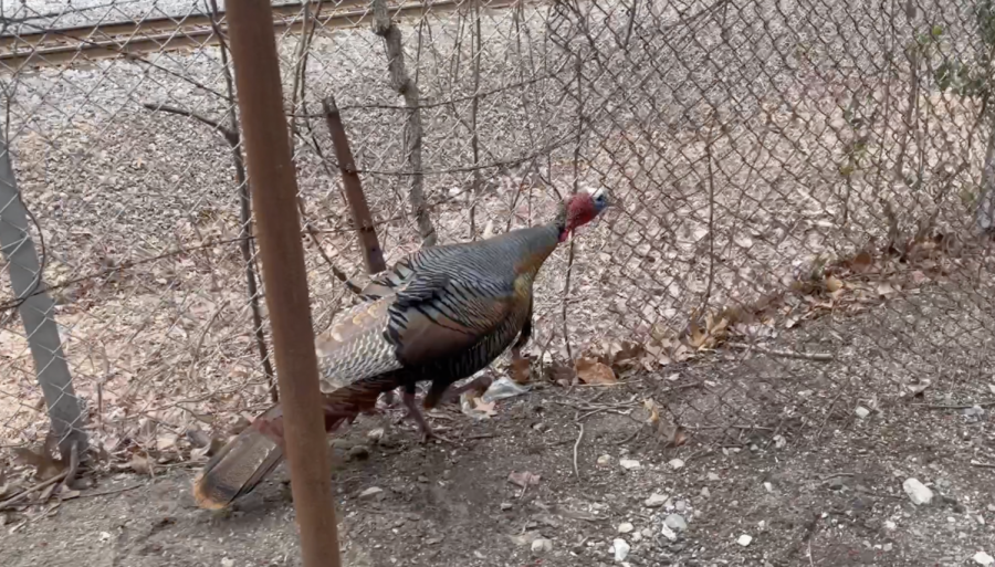 Wild Turkeys Visit Campus