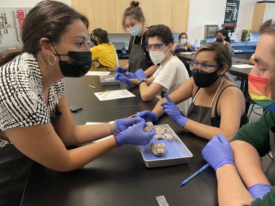 Zoë Stublarec, who teaches Neuropsychology, instructs her students about dissecting a sheeps brain.  