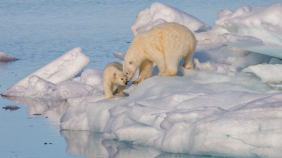 A Polar Bear Mother and her cub.  Photo courtesy of Wikimedia Commons.